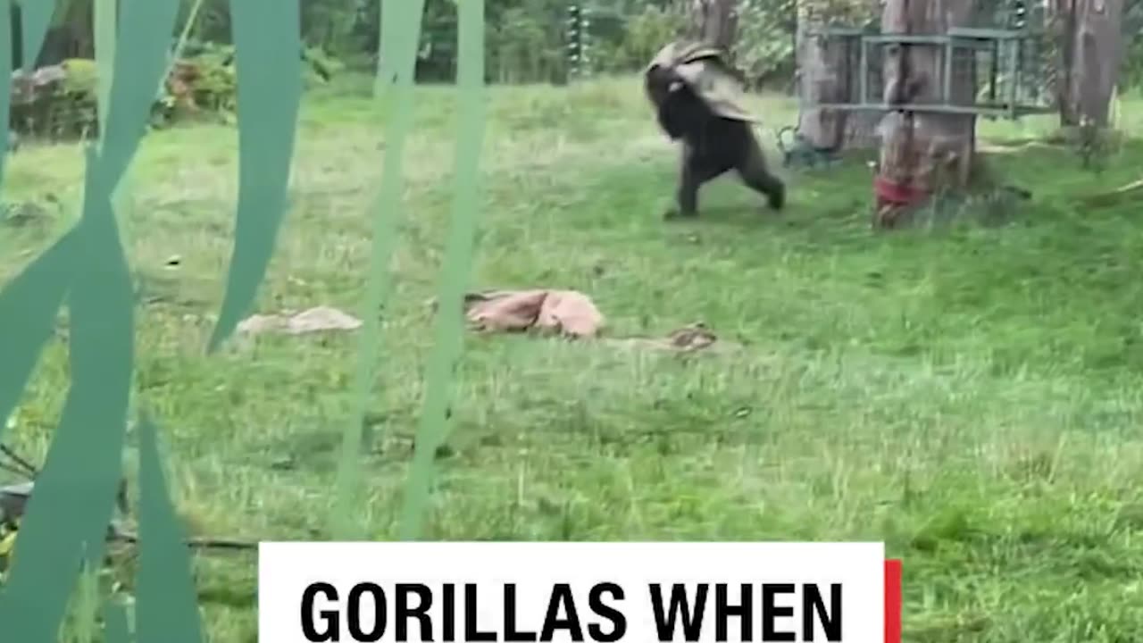 Gorillas in the zoo