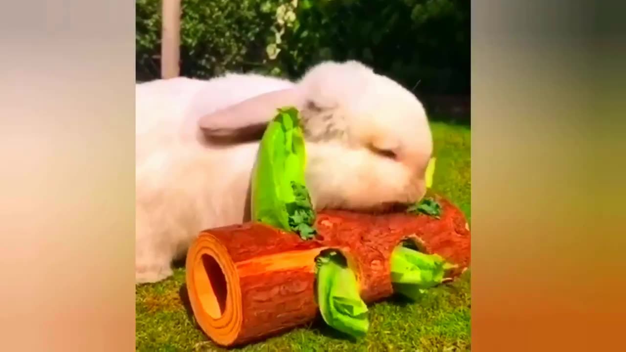 Funny Animals Video Part 2