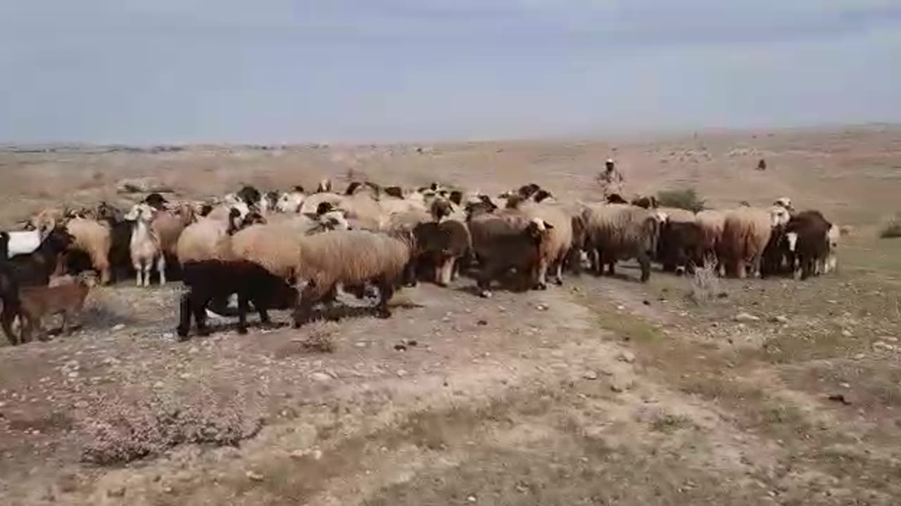 Traditional music of Bushehr, Iran