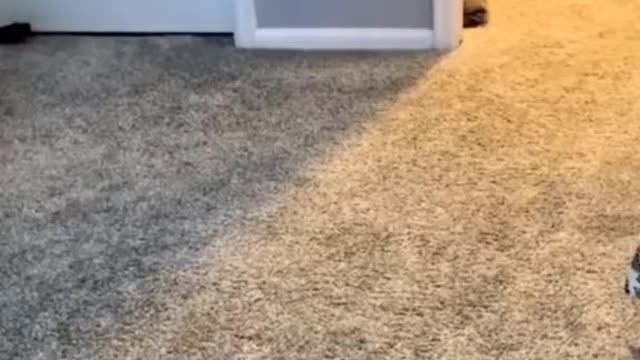 Pets funny video