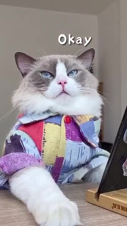 Baby Cats Cute and Funny Baby Cat Videos Compilation