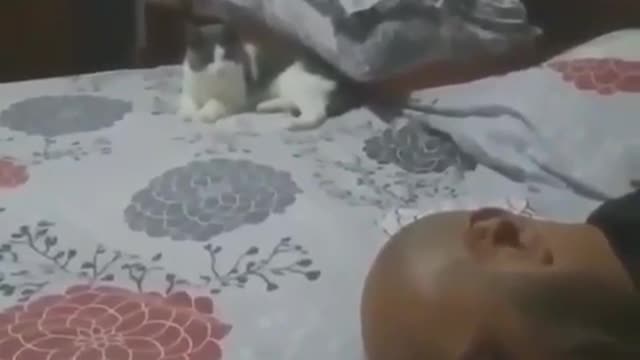 mischievous cat haha