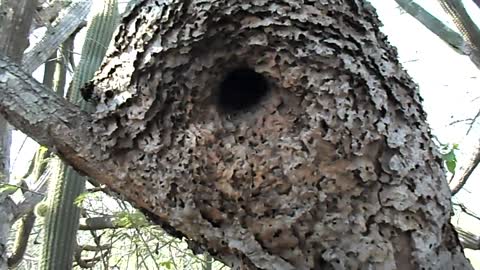 Termite mound