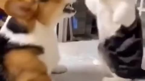 Animal Fight /dog vs cat
