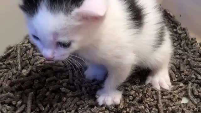 Cute baby cat play in her room