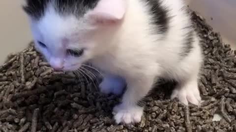 Cute baby cat play in her room