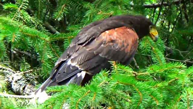 Hungry Hawk