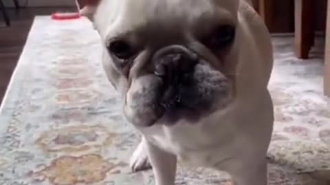 Funny and Cute DOG