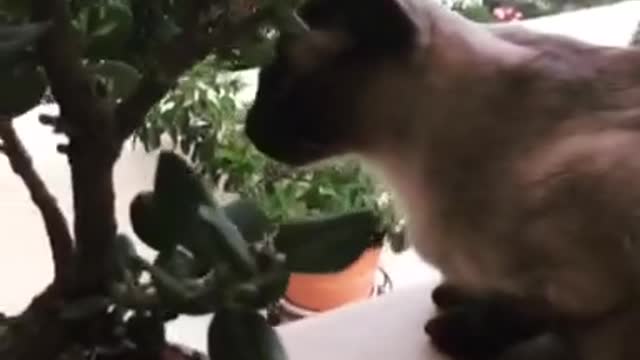 My new bonsai tree with my siamese cat