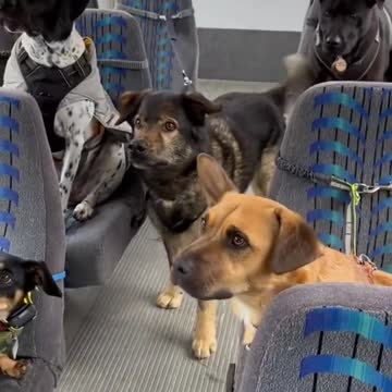 Gang Of Dogs 🐶🤣🤣😂