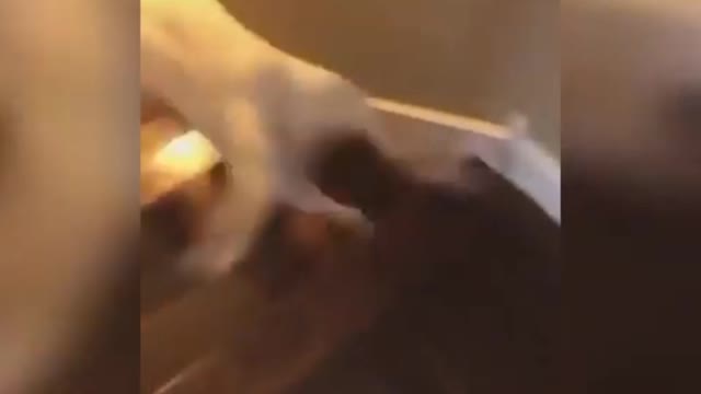 This adorable dog jumps over the stairs