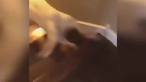 This adorable dog jumps over the stairs