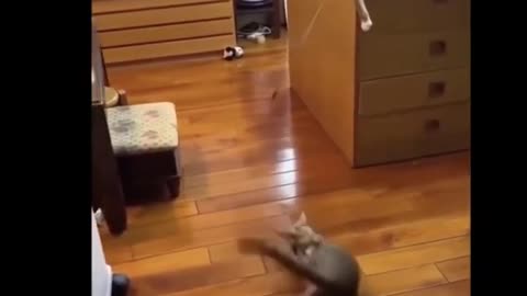 Funny Cat Videos 🙏🐈