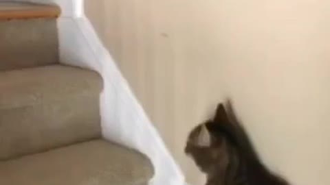 Cat funny videos