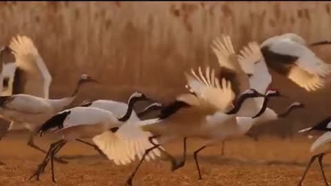 Wildlife, Beauty of Nature