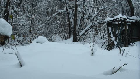 Nature snow ❄️