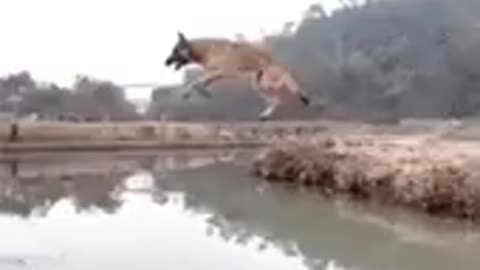 the grand jump of the dog