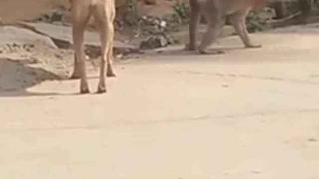 yt1s.com - Super Funny Animal Video that Will Make You Laugh Out Loud Keep Laughing