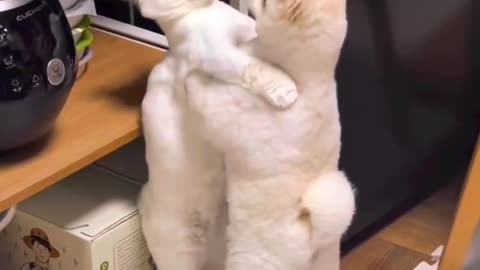 Cat and dog fight