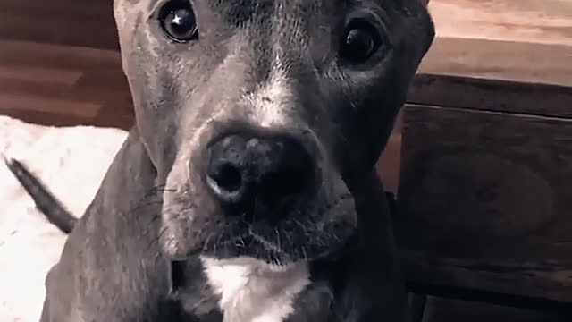 What do dogs look at