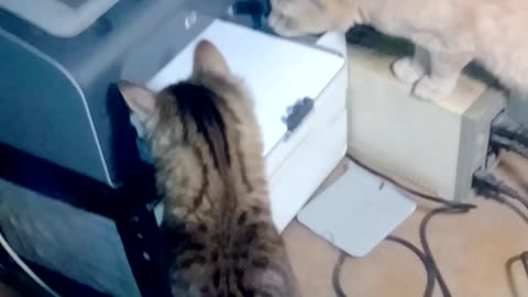 Two cats and printer ))