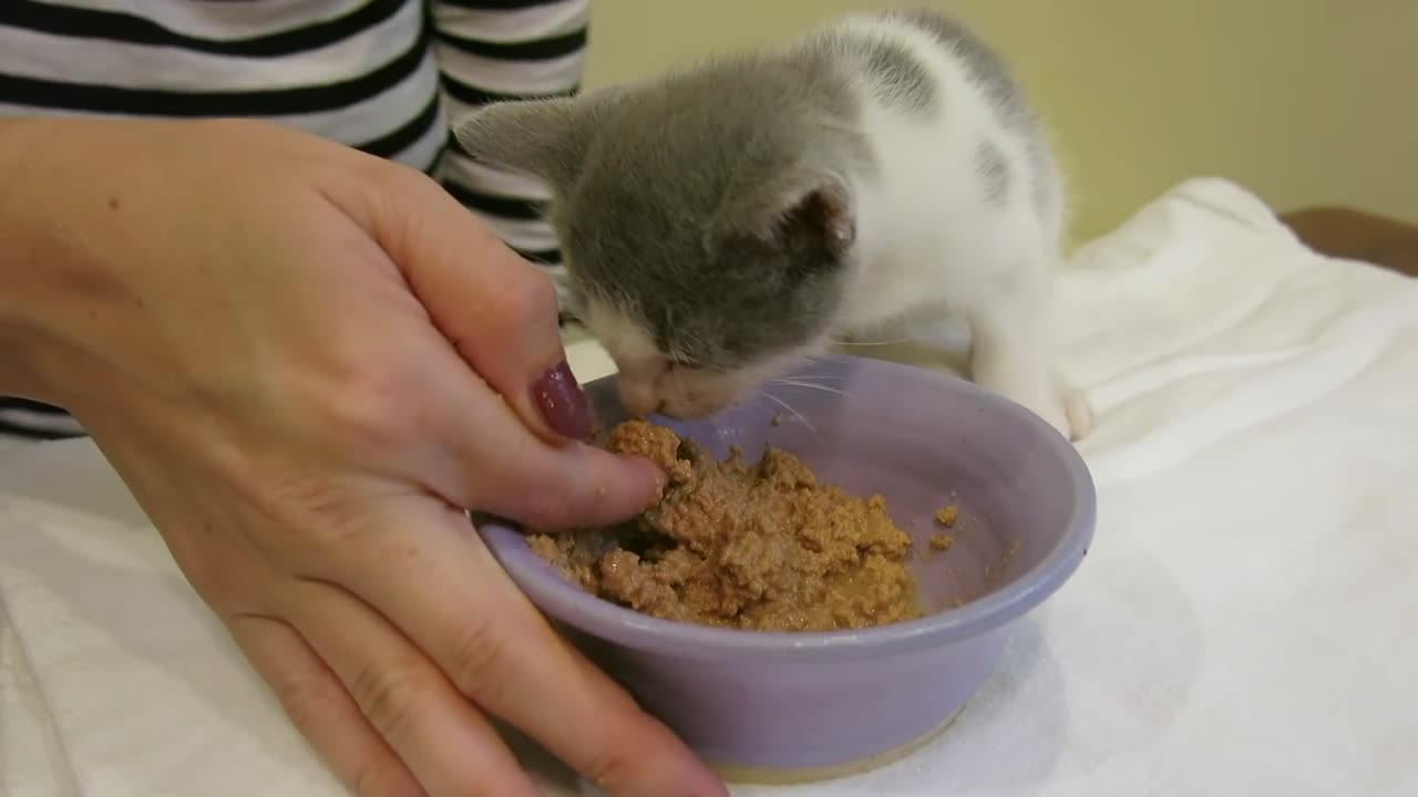 A kitten in ladies House...