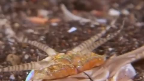⚠️Don't Touch Australian Beach Worm