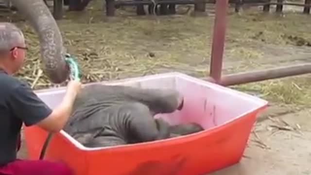 Baby Elephant.