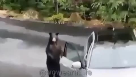 BEAR OPEN THE CAR 🐻