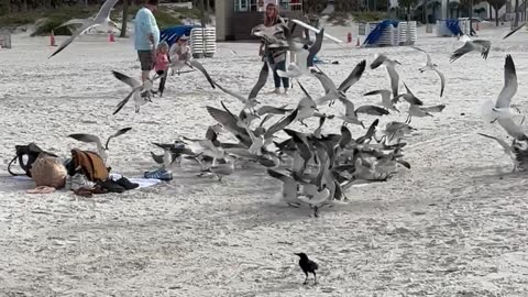 Seagulls Went Savage On Leftovers