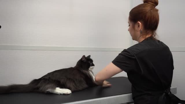 Norwegian Forest cat tells off his groomer