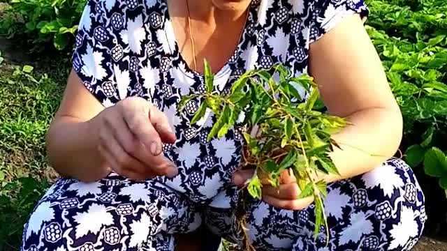 Dodder plant weed, how to deal with it? HELP the Komissarov family.