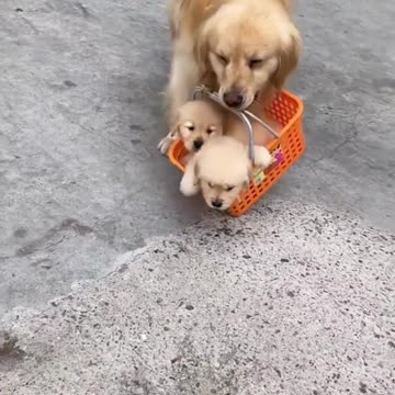 after holiday shopping #dog #trending #viral #shorts #trend #tiktok