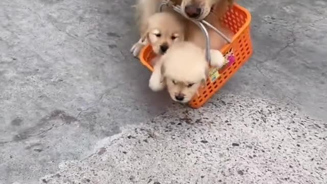 after holiday shopping #dog #trending #viral #shorts #trend #tiktok