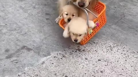 after holiday shopping #dog #trending #viral #shorts #trend #tiktok