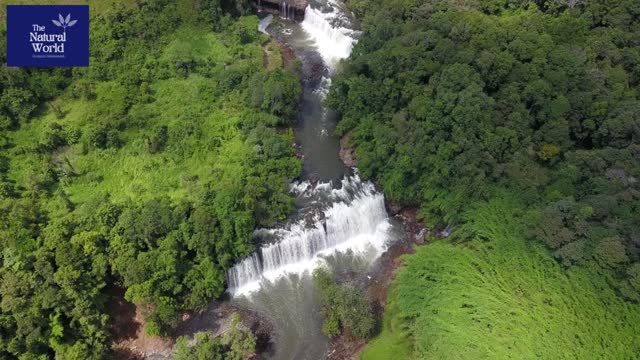 Natural Forest Waterfall mindfulness, ambience, relaxing, nature 4k UHD