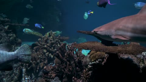 Different Kind Of Marine Life On Display InAn Aquarium