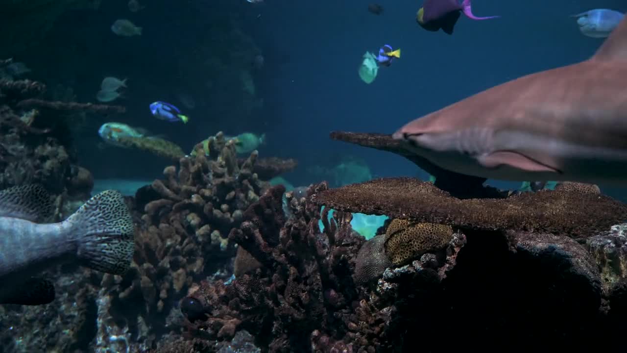 Different Kind Of Marine Life On Display InAn Aquarium