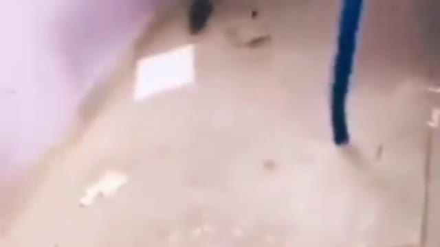 il a ramené avec lui un mérione(rat).dans une classe 🐀