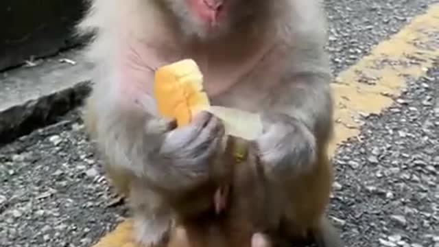 smart Cute Baby Monkey eating