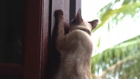 Cat video part 3