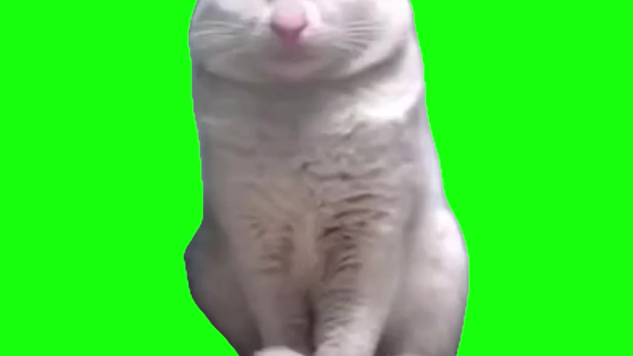 Brother Calm (Cat Meme) | Green Screen