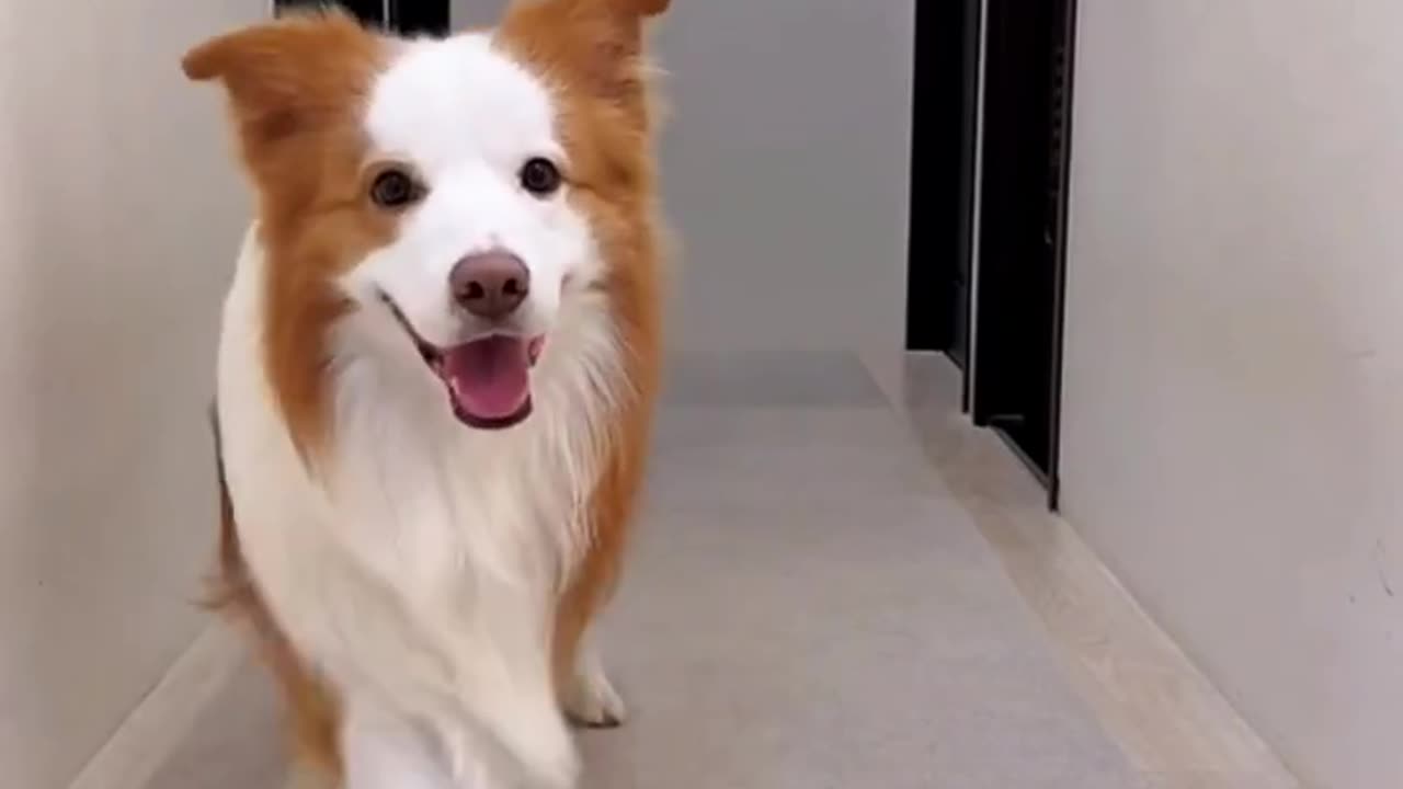 Dog Best Funny Clip