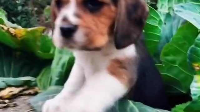 #animals #foryou #fyp #foryoupage #dog