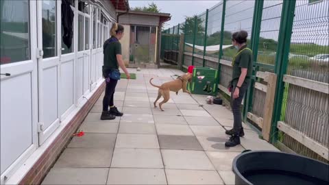 Dogs Trust Shoreham Dog of the Week Biggles