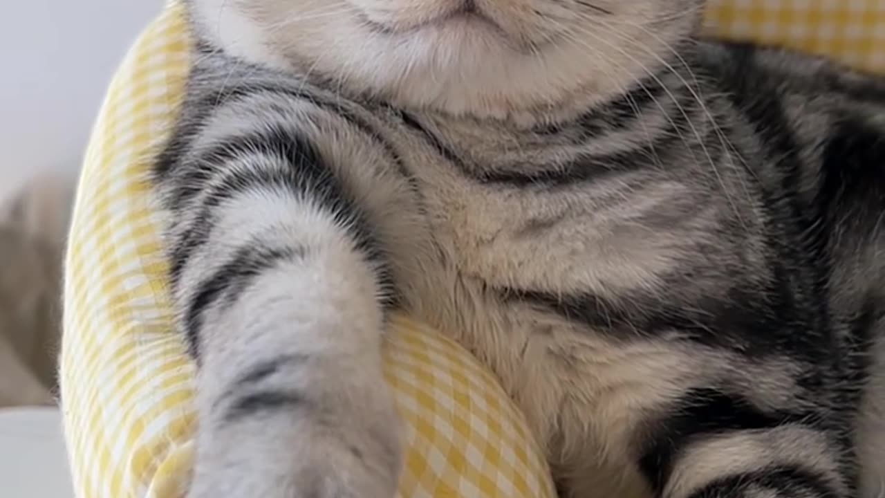 Very domineering cat.