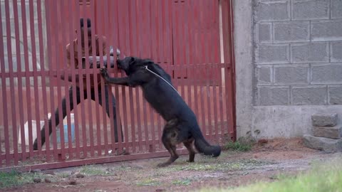 Dog Lover's