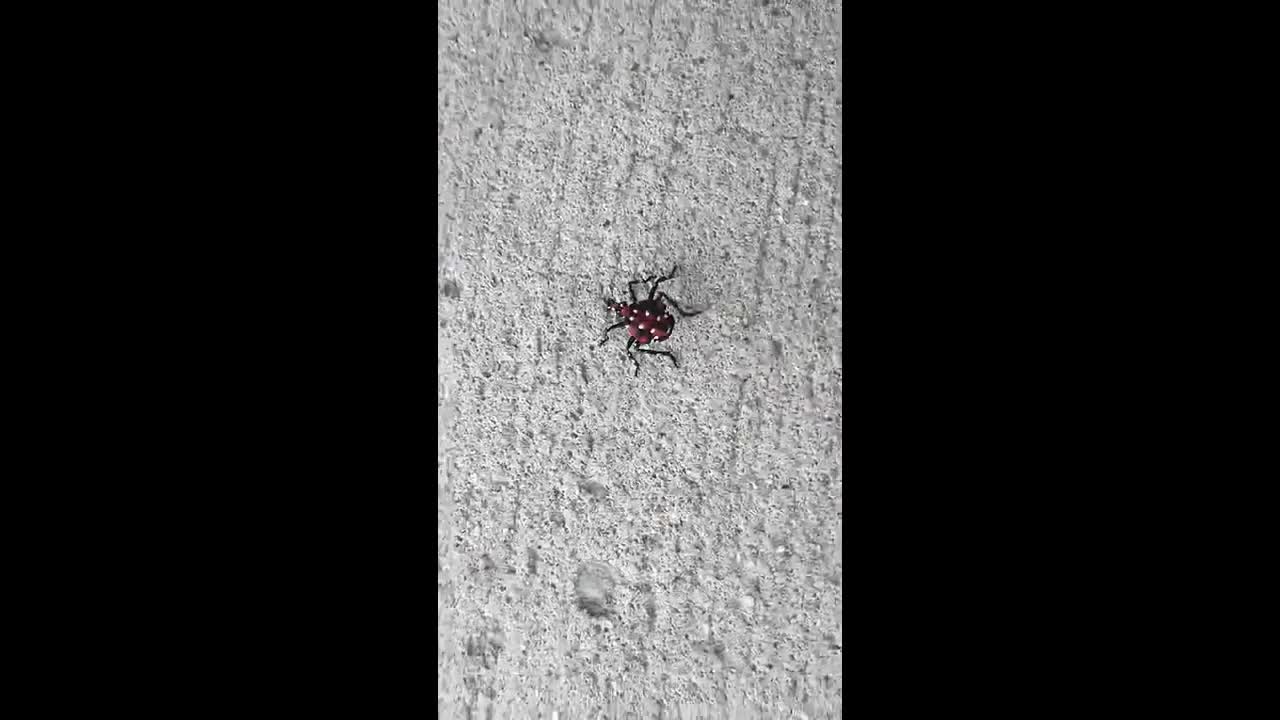 Big Red Bug