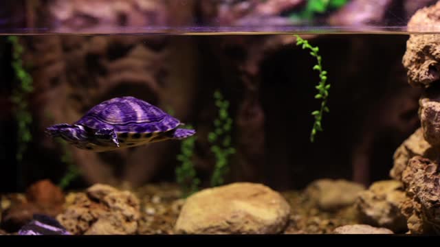 A lonely turtle floats in a fish tank