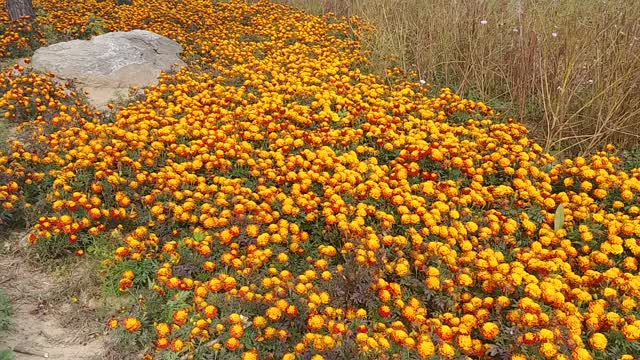 See the beautiful marigold fields.